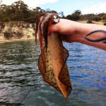 calamari fishing