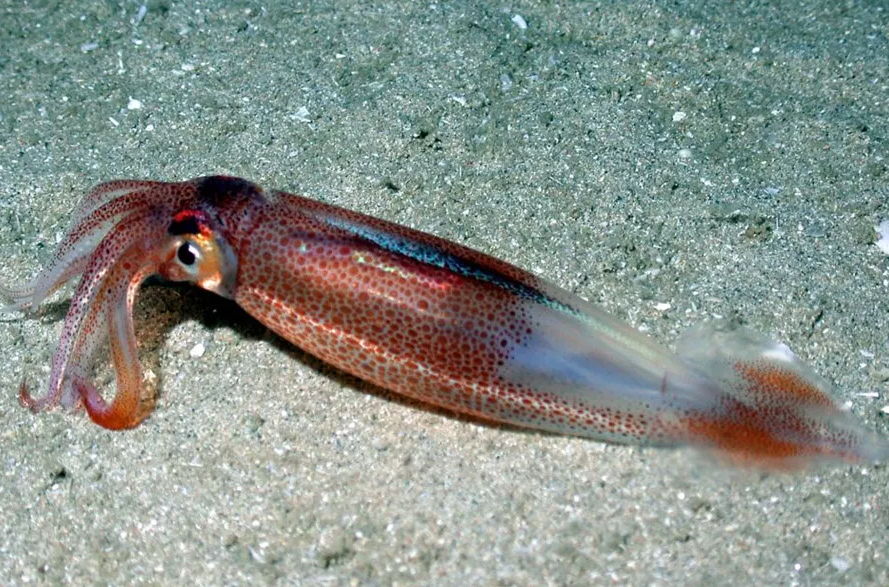 calamari fishing featured